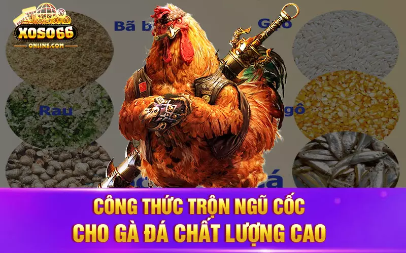 Công thức trộn ngũ cốc cho gà đá chất lượng cao