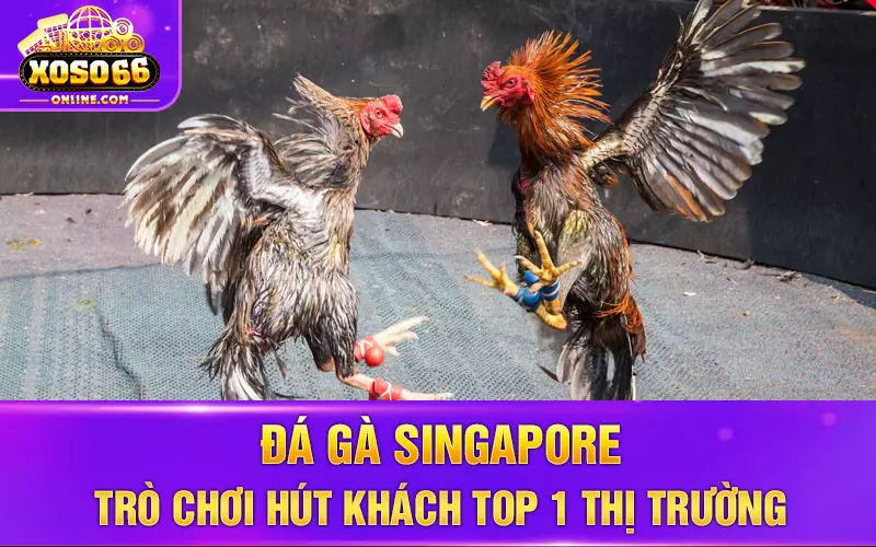 Đá gà Singapore - Trò chơi hút khách Top 1 thị trường