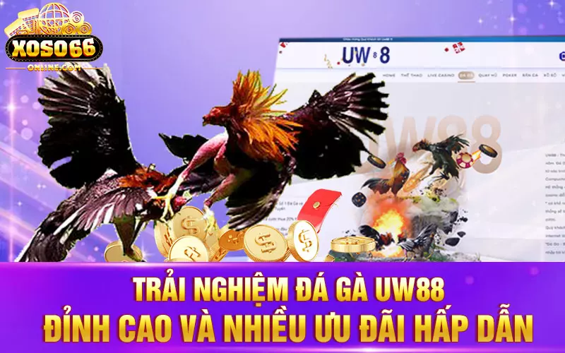 Trải nghiệm đá gà UW88 đỉnh cao và nhiều ưu đãi hấp dẫn