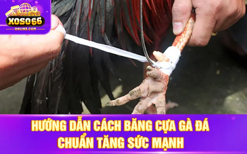 hướng dẫn cách băng cựa gà đá chuẩn tăng sức mạnh