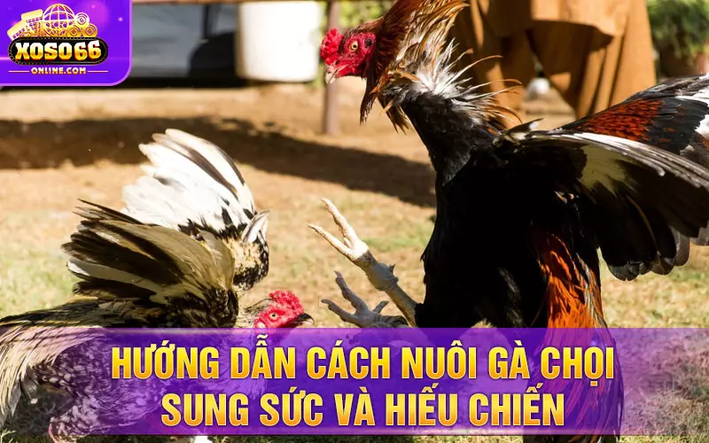 Hướng dẫn cách nuôi gà chọi sung sức và hiếu chiến