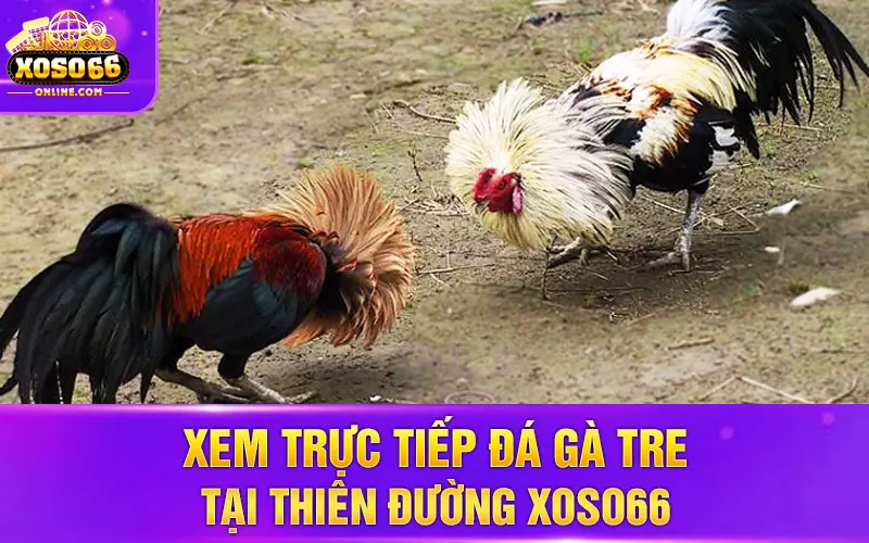 Xem trực tiếp đá gà tre tại thiên đường Xoso66